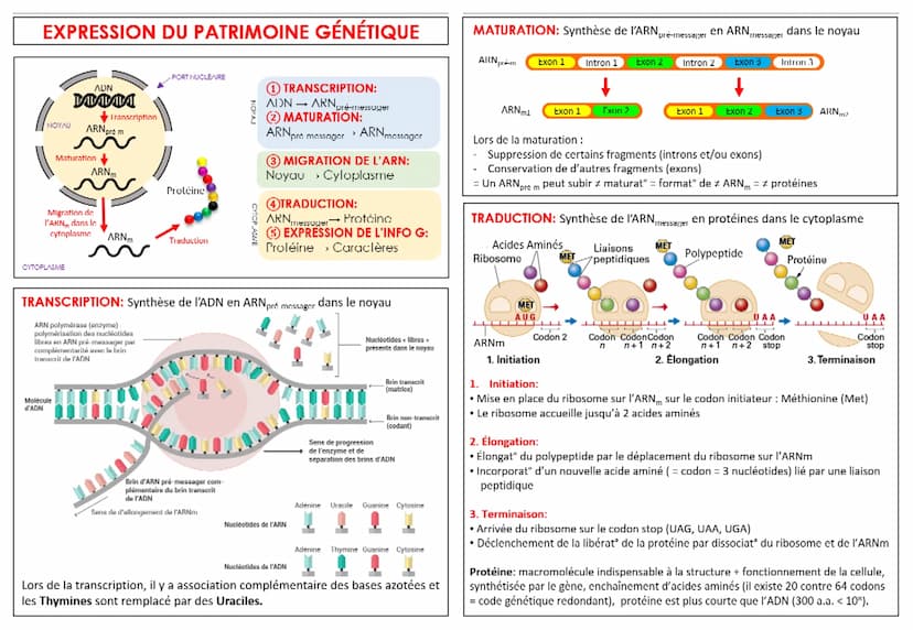 CYCLE CELLULAIRE
INTERPHASE: - ADN décondensé (chromatine)
- comprise entre 2 divisions cellulaires
G1 Préparation de la réplication de l'AD