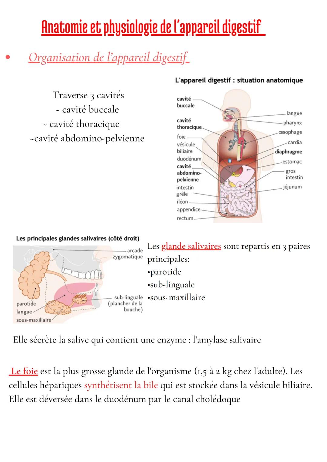 Anatomie et physiologie de l'appareil digestif
Organisation de l'appareil digestif
Traverse 3 cavités
- cavité buccale
- cavité thoracique
-