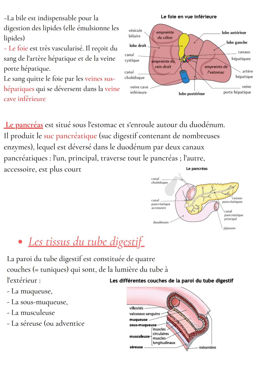 Anatomie et physiologie de l'appareil digestif
Organisation de l'appareil digestif
Traverse 3 cavités
- cavité buccale
- cavité thoracique
-