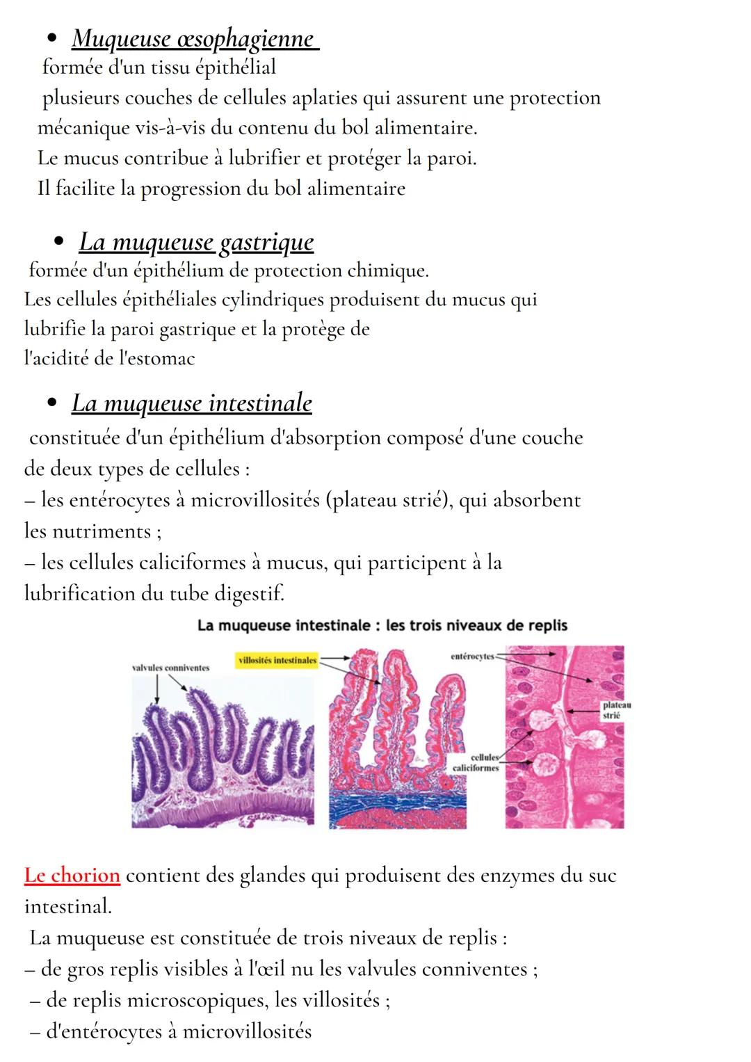 Anatomie et physiologie de l'appareil digestif
Organisation de l'appareil digestif
Traverse 3 cavités
- cavité buccale
- cavité thoracique
-