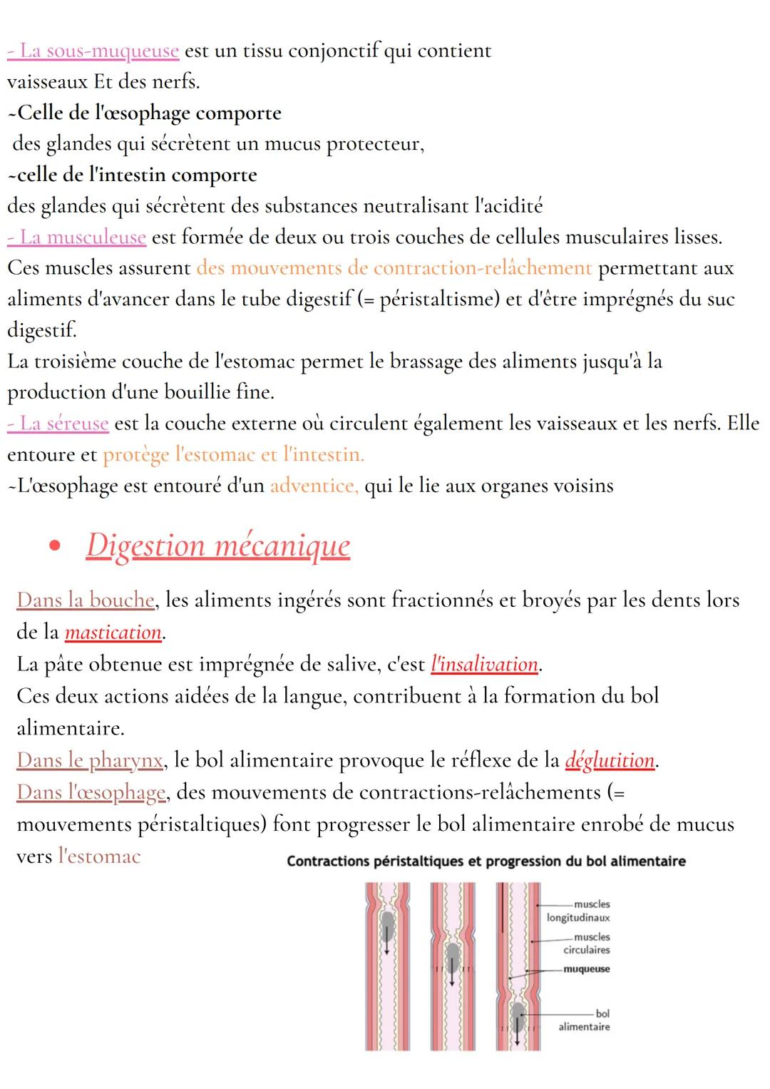 Anatomie et physiologie de l'appareil digestif
Organisation de l'appareil digestif
Traverse 3 cavités
- cavité buccale
- cavité thoracique
-