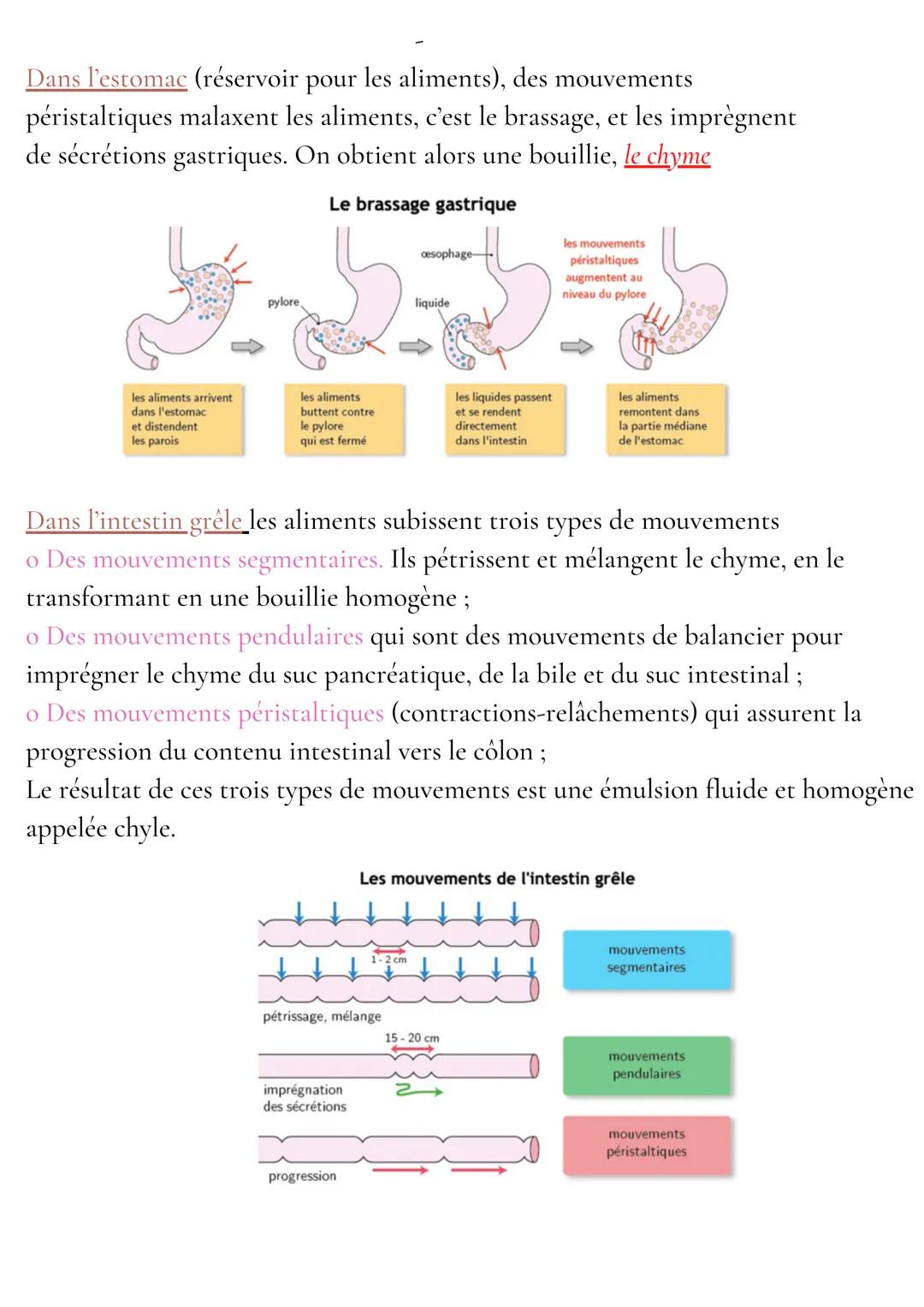 Anatomie et physiologie de l'appareil digestif
Organisation de l'appareil digestif
Traverse 3 cavités
- cavité buccale
- cavité thoracique
-