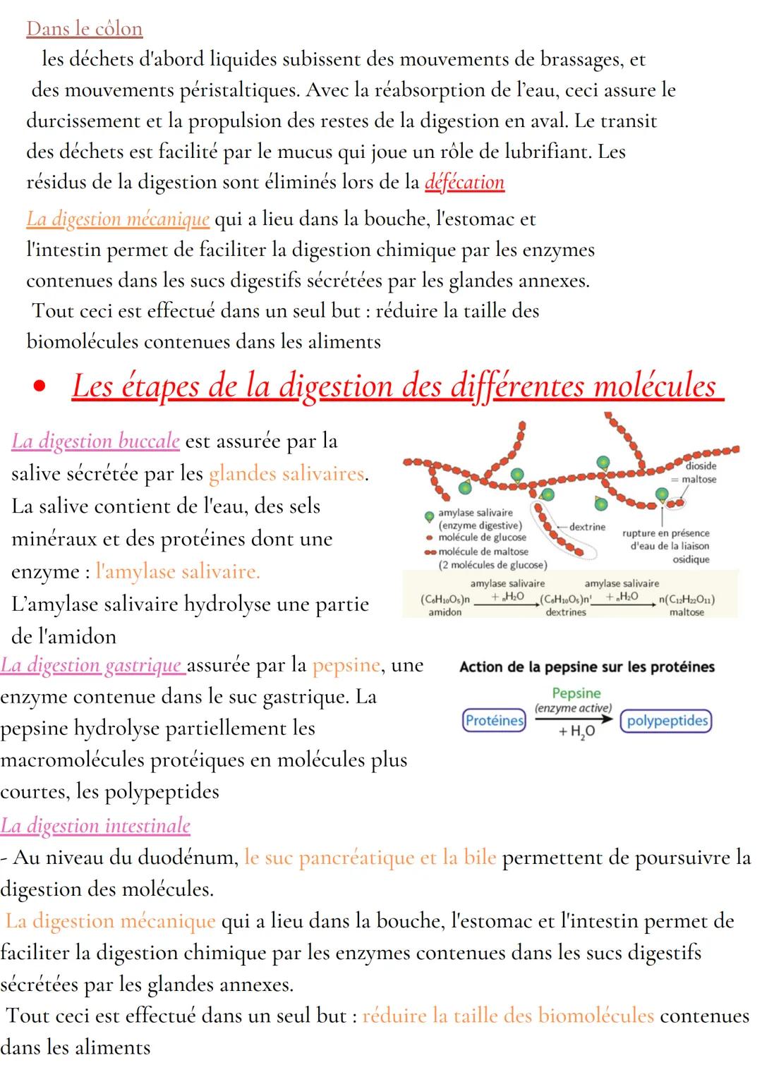 Anatomie et physiologie de l'appareil digestif
Organisation de l'appareil digestif
Traverse 3 cavités
- cavité buccale
- cavité thoracique
-