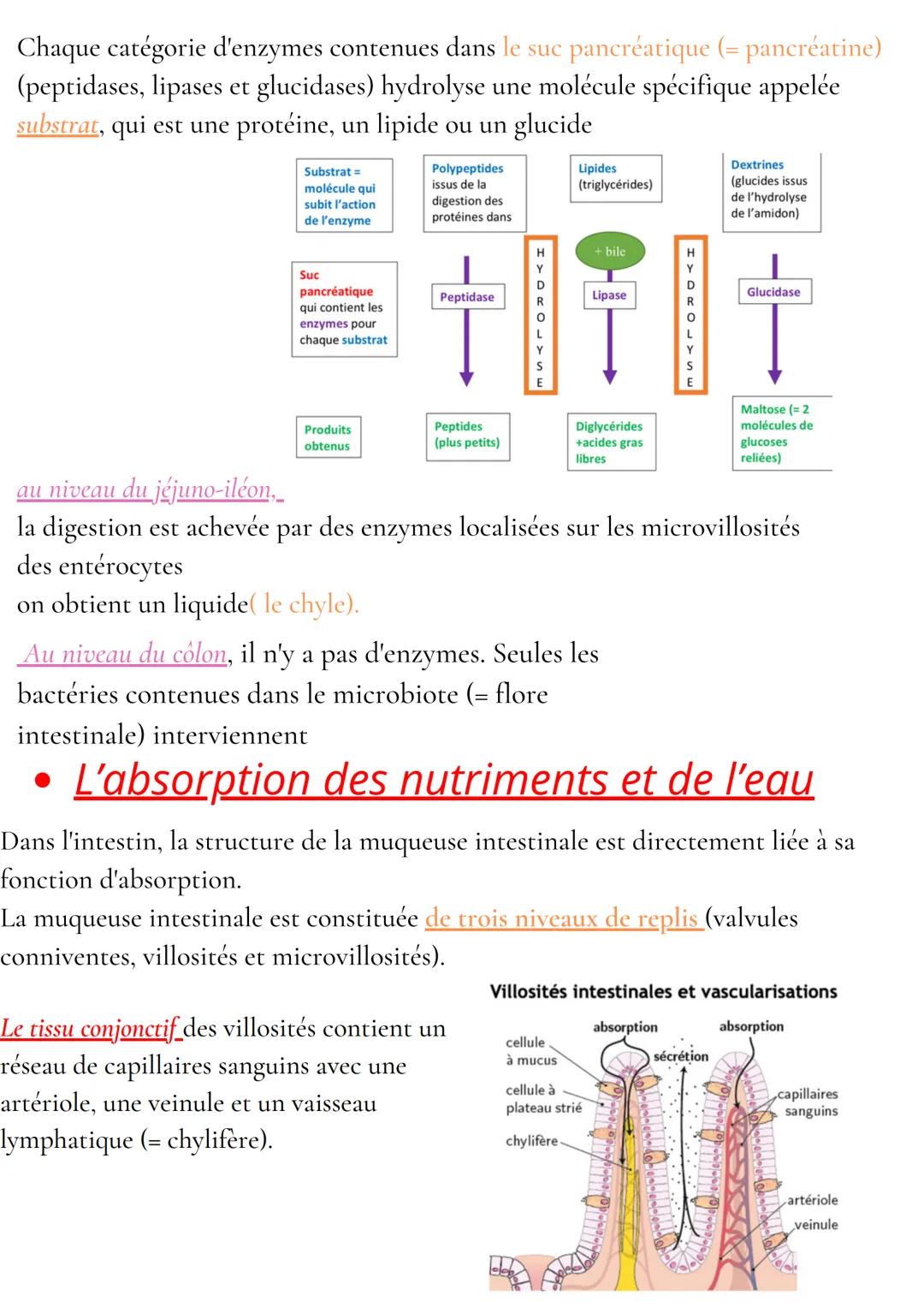 Anatomie et physiologie de l'appareil digestif
Organisation de l'appareil digestif
Traverse 3 cavités
- cavité buccale
- cavité thoracique
-