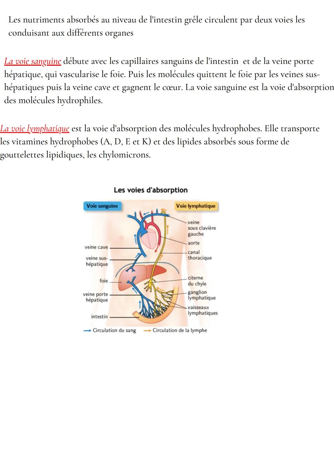 Anatomie et physiologie de l'appareil digestif
Organisation de l'appareil digestif
Traverse 3 cavités
- cavité buccale
- cavité thoracique
-