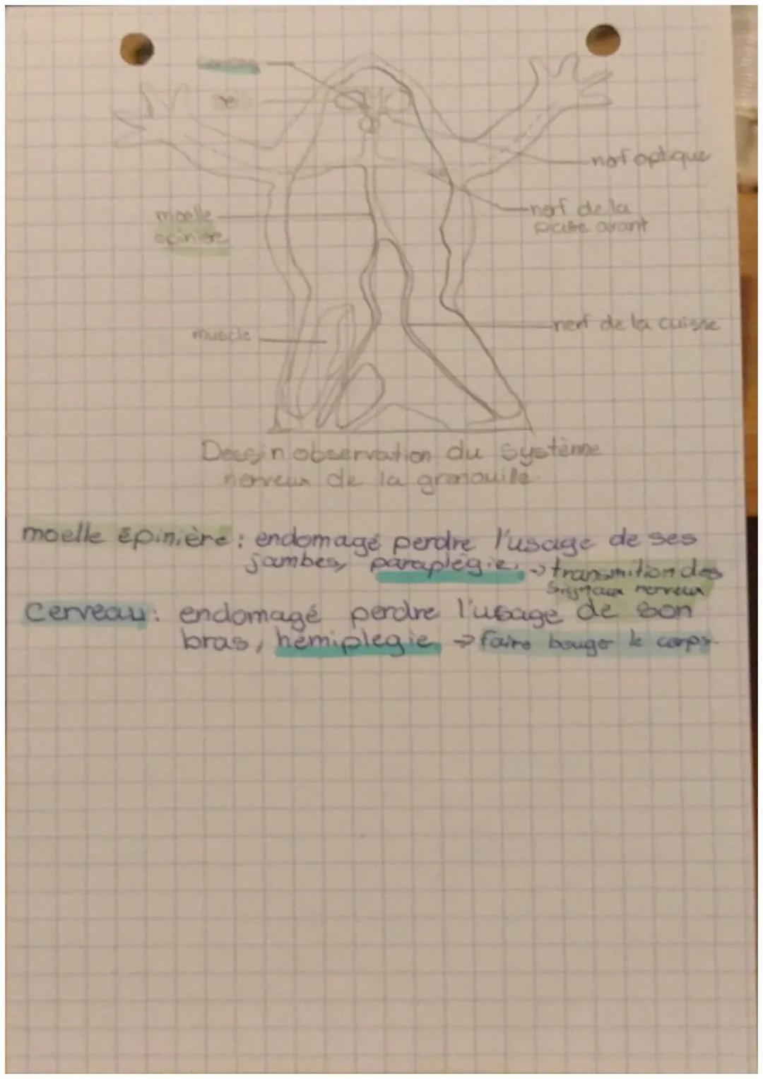 3

la commande d'un
mouvement.

Un mouvement peut répondre à un stimulus,
reçu par un organe sensoriel: le récepteur."

En réponse à une sim