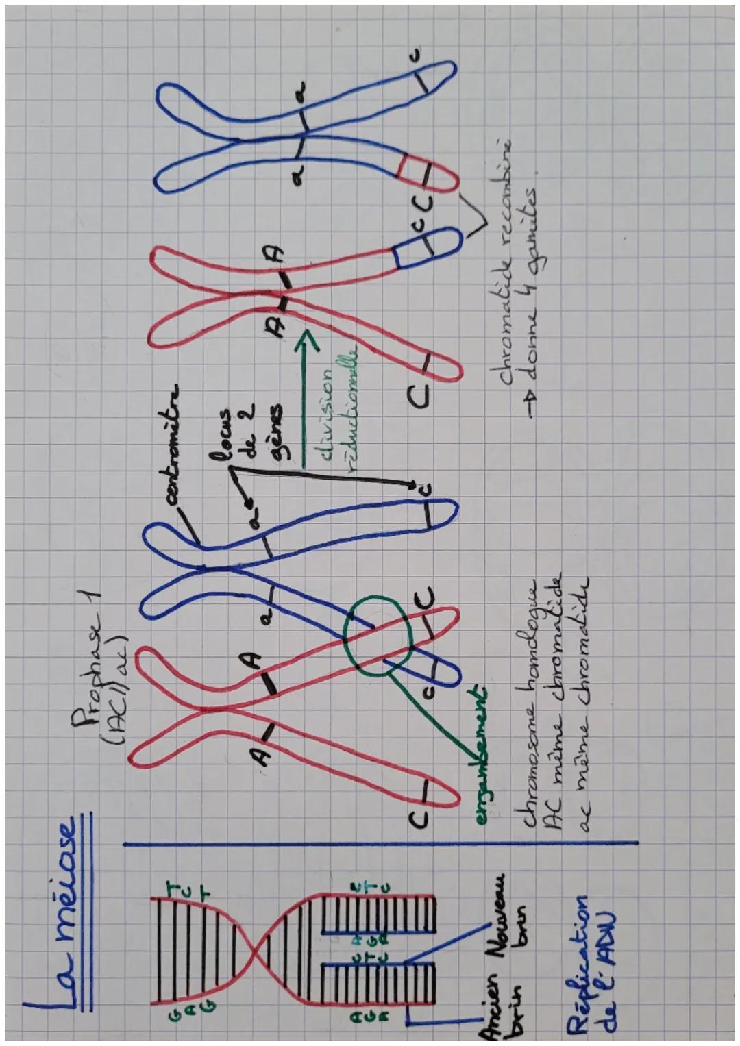 AUE
a meiose
Fut
Réplication
de l'ADN
419
Ancien Nouveau
brun
brin
с
CH
Prophase 1
(ACI) ac)
XES
A
A
engambement
chromosome honologue.
AC mê