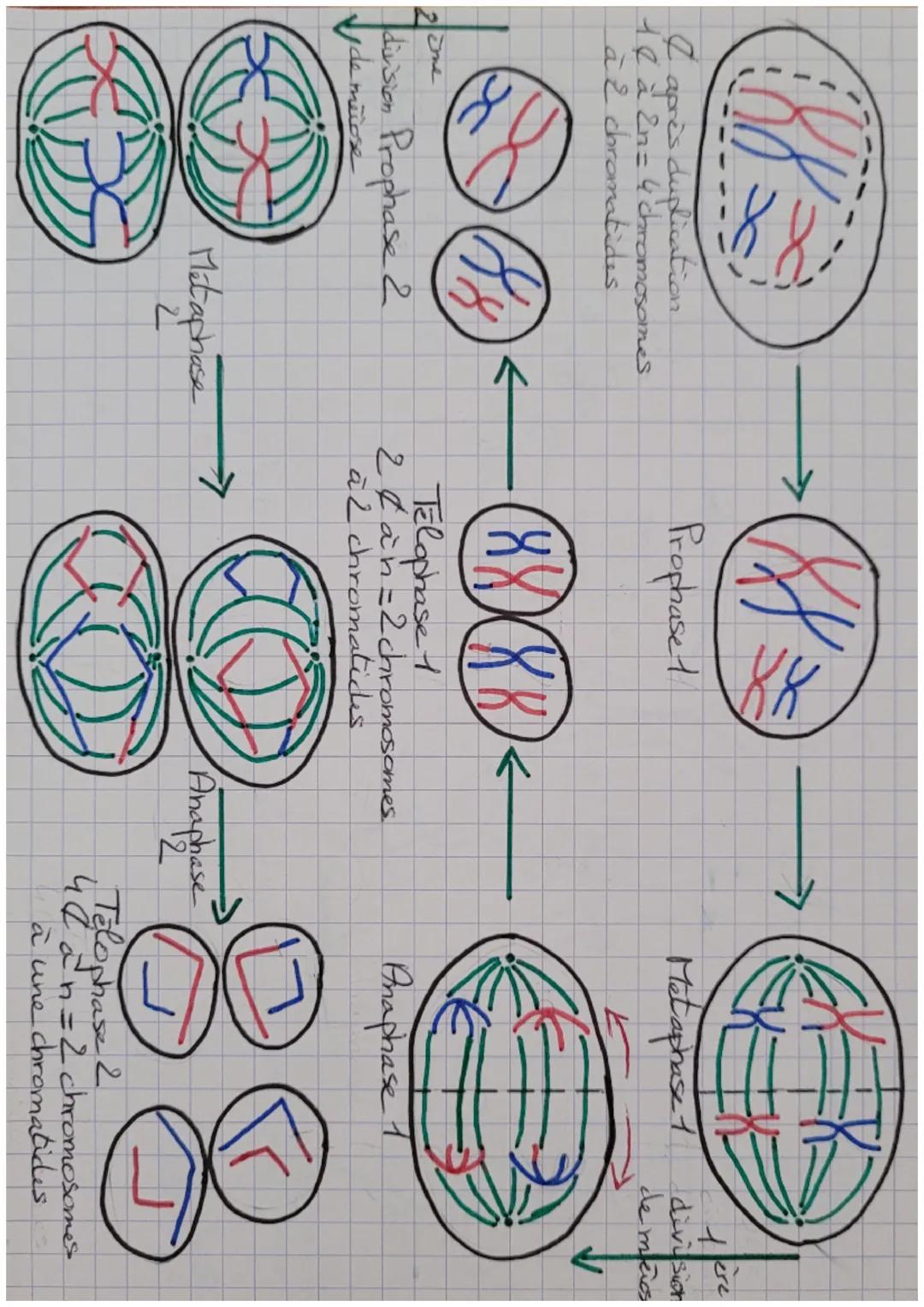 AUE
a meiose
Fut
Réplication
de l'ADN
419
Ancien Nouveau
brun
brin
с
CH
Prophase 1
(ACI) ac)
XES
A
A
engambement
chromosome honologue.
AC mê