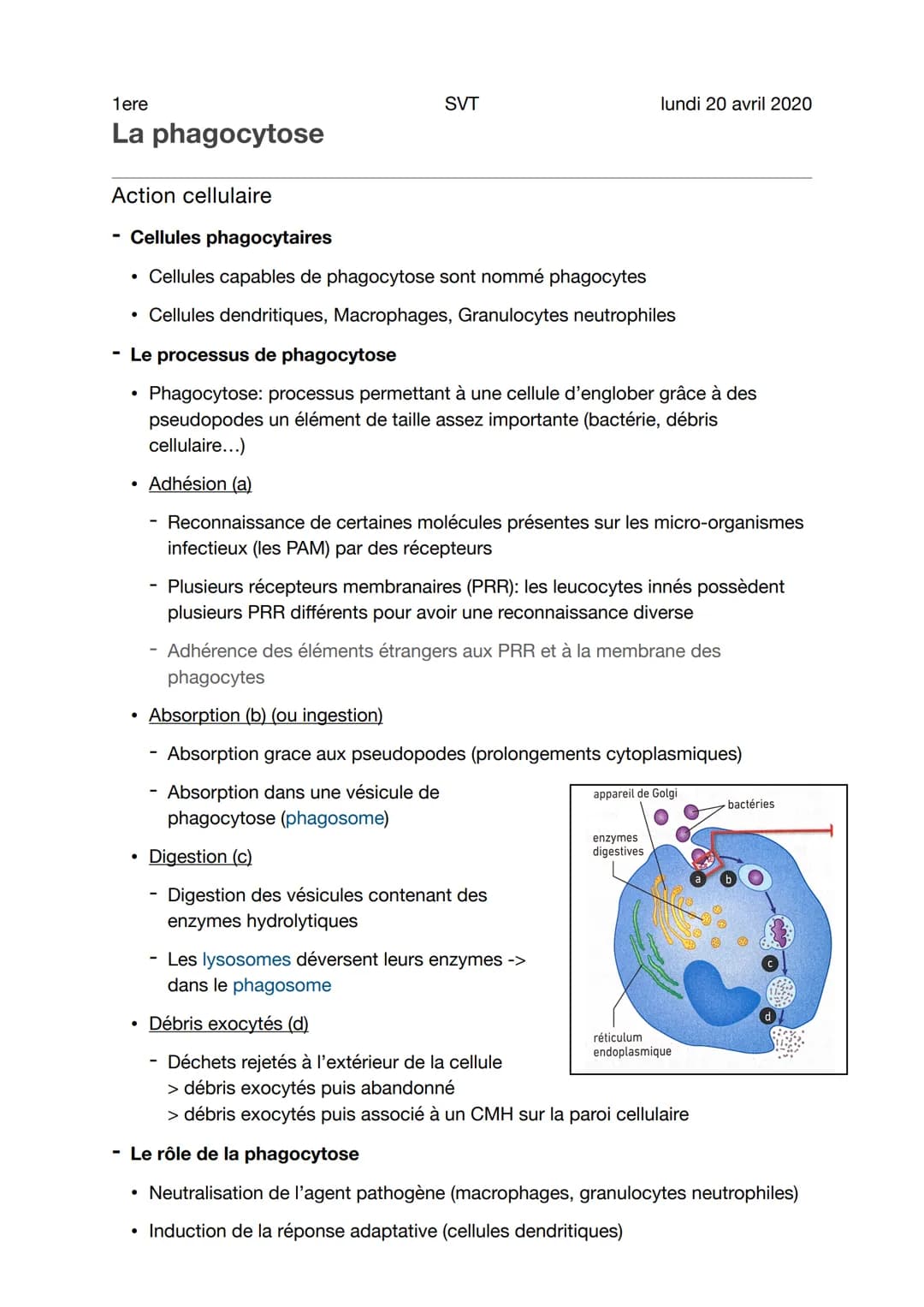 1ere
La phagocytose
SVT
Action cellulaire
- Cellules phagocytaires
• Cellules capables de phagocytose sont nommé phagocytes
• Cellules dendr