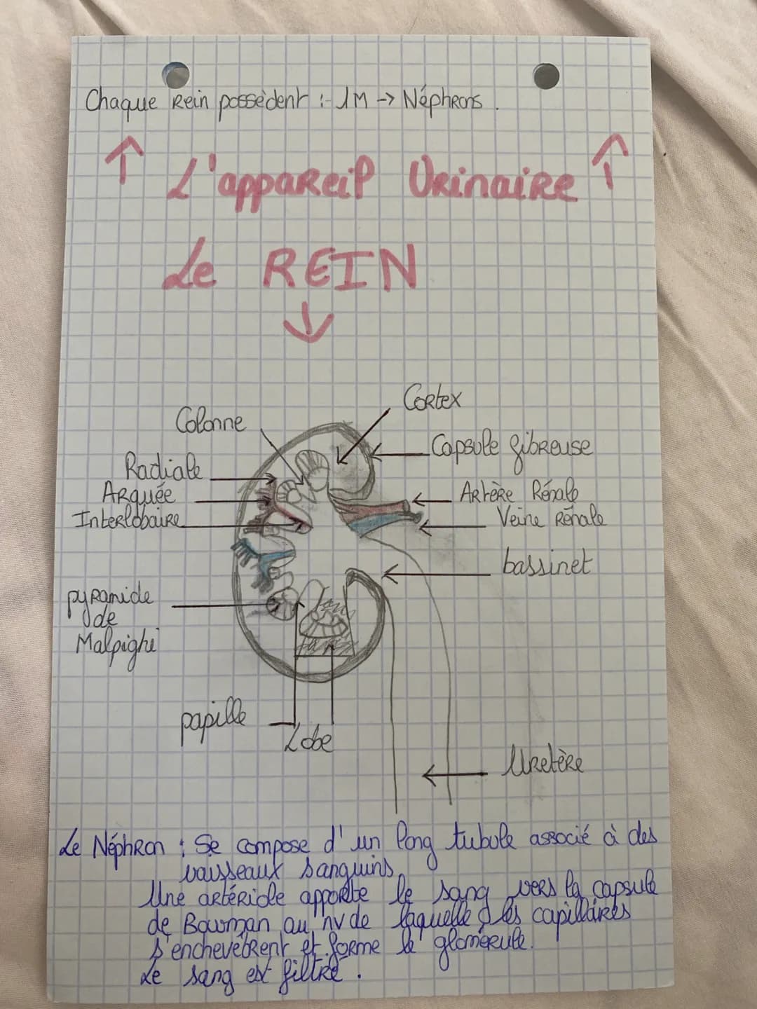 Le Rein -> Organe PaiR dont le Rofe est de filtrer
le sang pour en extraire les déchets da
metabolisme
sl
activement au maintien de
particip