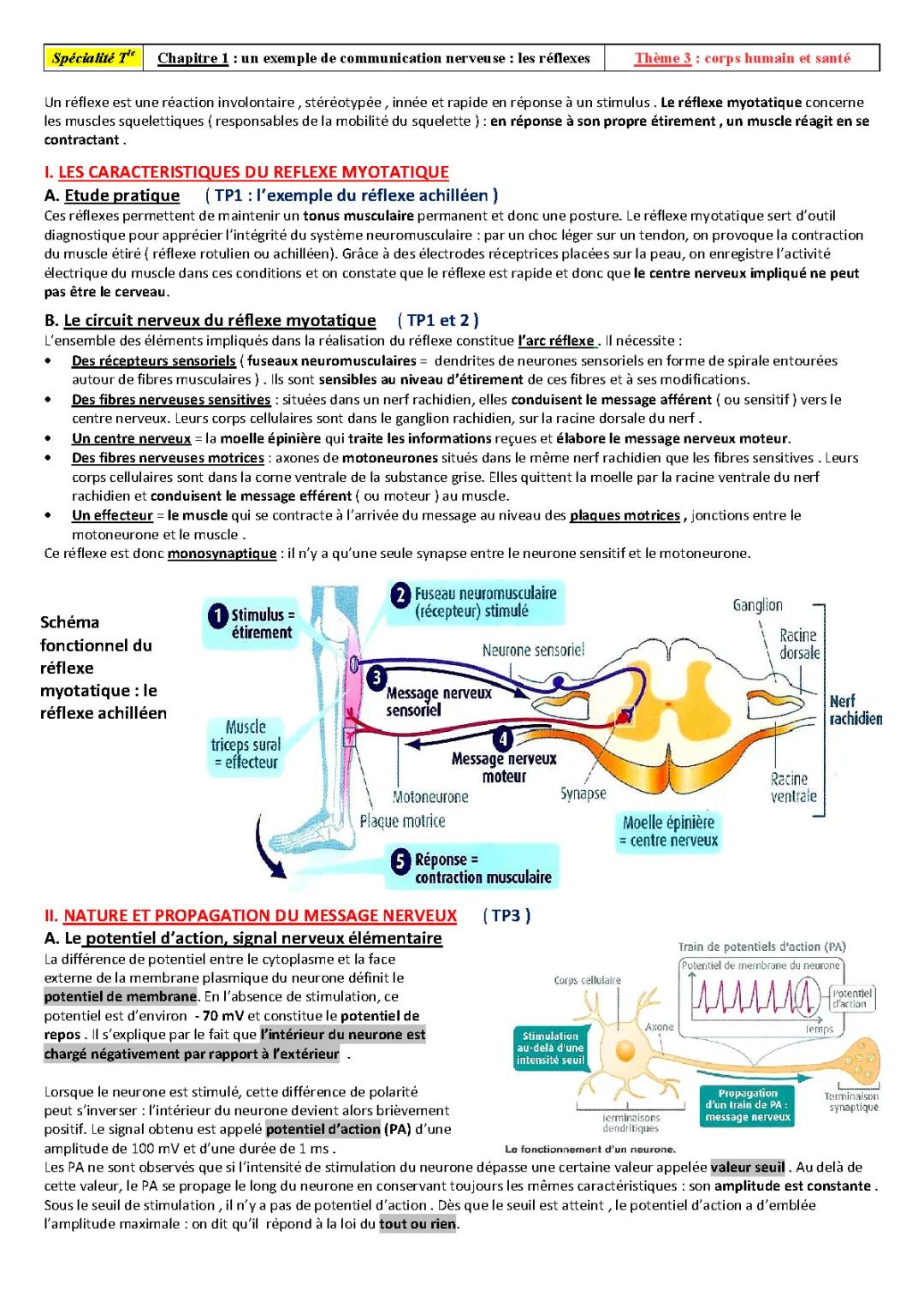 Tout sur le Réflexe Myotatique et le Potentiel d'Action