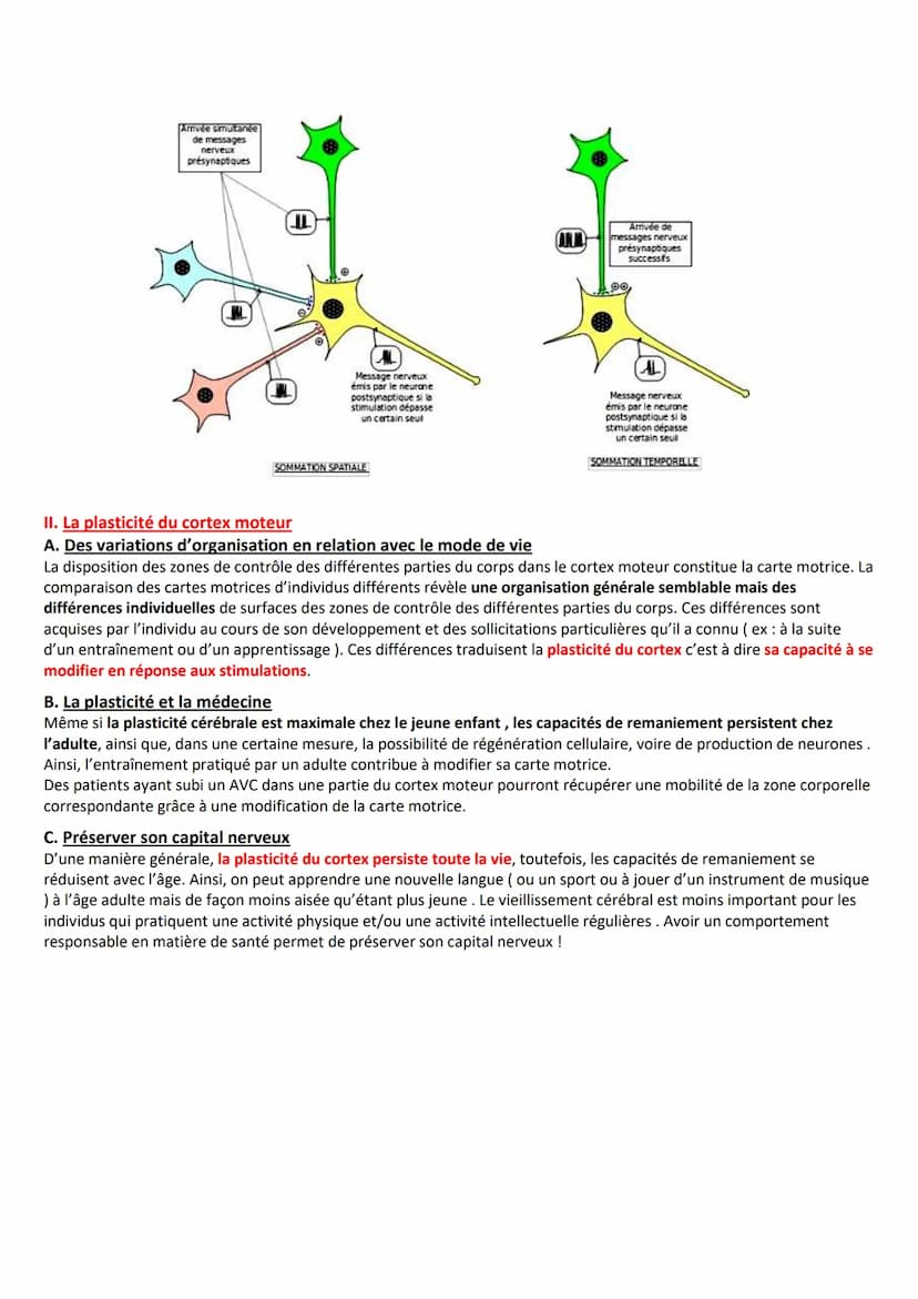 Spécialité Te
Un réflexe est une réaction involontaire, stéréotypée, innée et rapide en réponse à un stimulus. Le réflexe myotatique concern