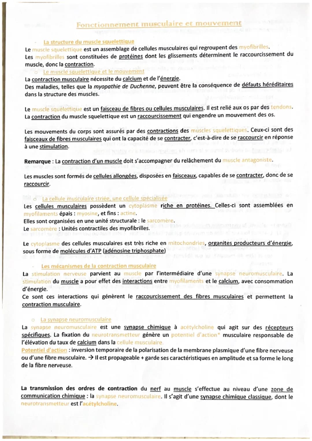 Fonctionnement musculaire et mouvement
La structure du muscle squelettique
Le muscle squelettique est un assemblage de cellules musculaires 