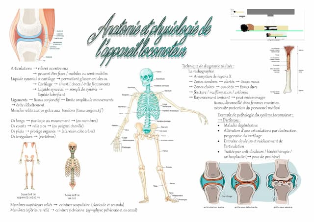 Know Fiche ST2S BPH : Anatomie de l'appareil locomoteur thumbnail