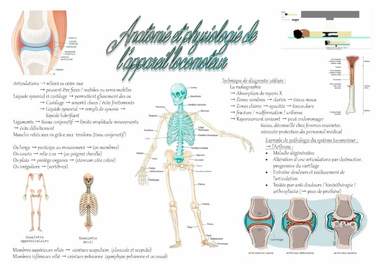 Know Fiche ST2S BPH : Anatomie de l'appareil locomoteur thumbnail