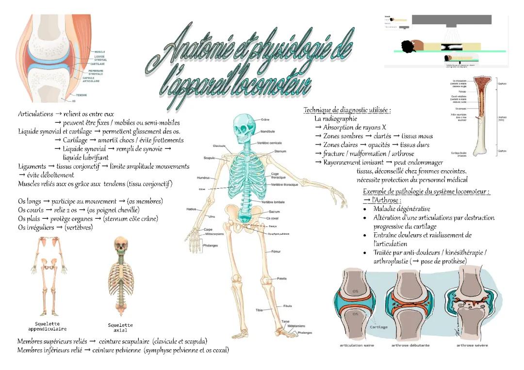 Anatomie de l'appareil locomoteur et liquide synovial : Cours et exercices PDF