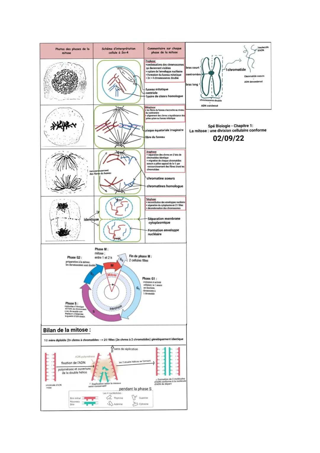 Photos des phases de la
mitose
molécule d'ADN
mère
identique
Phase S:
a Fiden
de ADN les chemocen
a une chromatide s
depliquera identique
la
