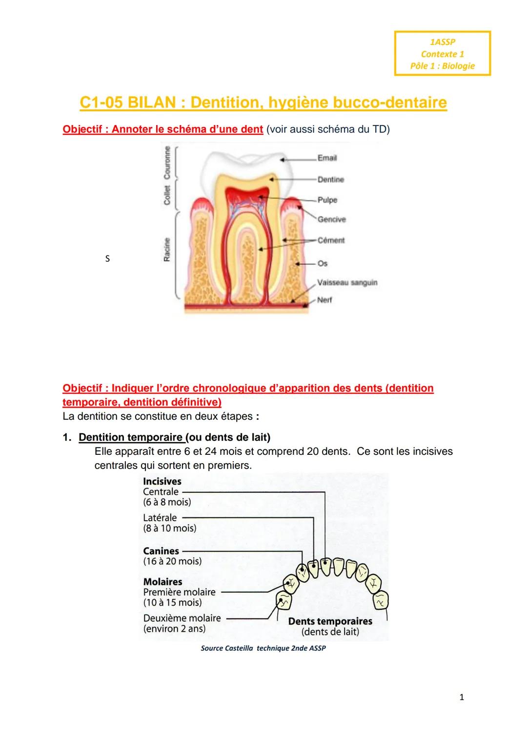 C1-05 BILAN: Dentition, hygiène bucco-dentaire
Objectif : Annoter le schéma d'une dent (voir aussi schéma du TD)
S
Collet Couronne
Racine
In