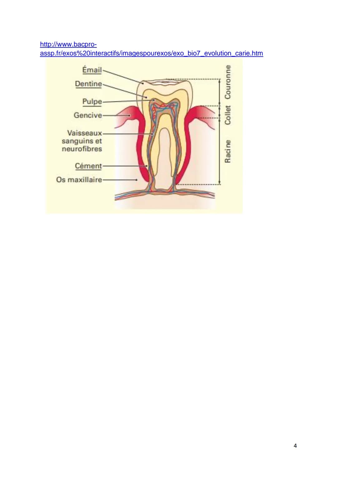 C1-05 BILAN: Dentition, hygiène bucco-dentaire
Objectif : Annoter le schéma d'une dent (voir aussi schéma du TD)
S
Collet Couronne
Racine
In