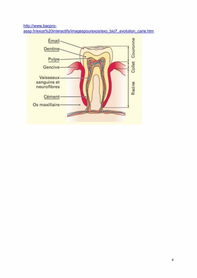 C1-05 BILAN: Dentition, hygiène bucco-dentaire
Objectif : Annoter le schéma d'une dent (voir aussi schéma du TD)
S
Collet Couronne
Racine
In