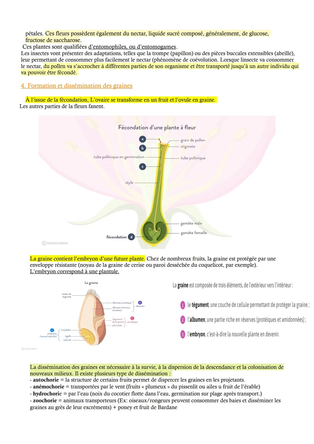 CHAP 3 - Reproduction des végétaux entre vie fixée et mobilité
Etant fixées les plantes à fleurs doivent mettre en place des adaptations afi