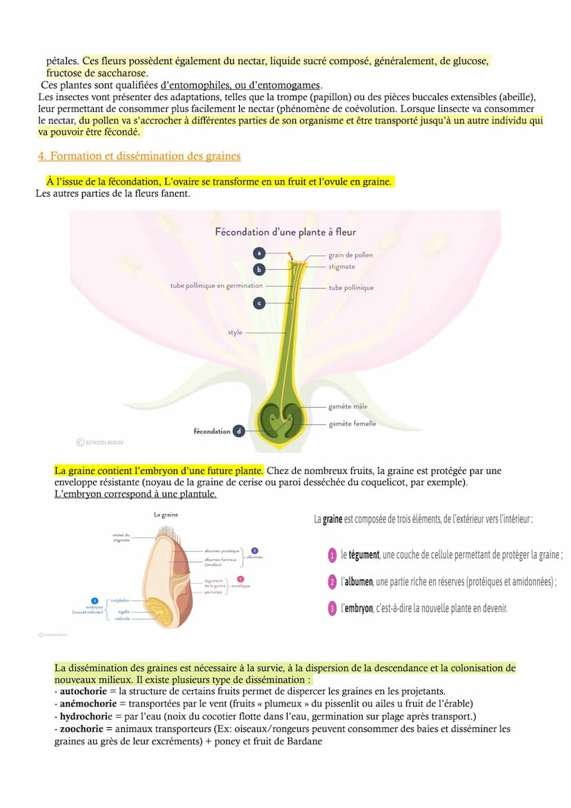 CHAP 3 - Reproduction des végétaux entre vie fixée et mobilité
Etant fixées les plantes à fleurs doivent mettre en place des adaptations afi