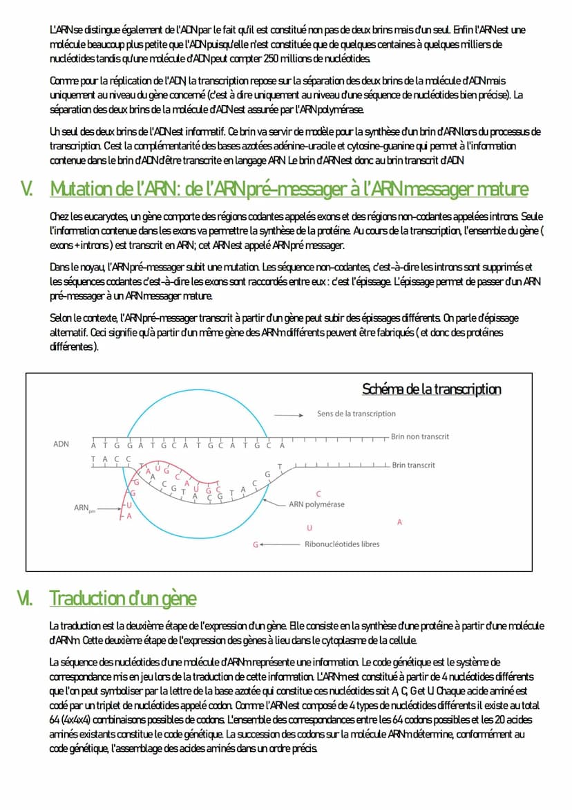 SVT
Expression du patrimoine génétique
I. Introduction
L'ensemble des activités cellulaires s'effectuent en suivant les instructions contenu