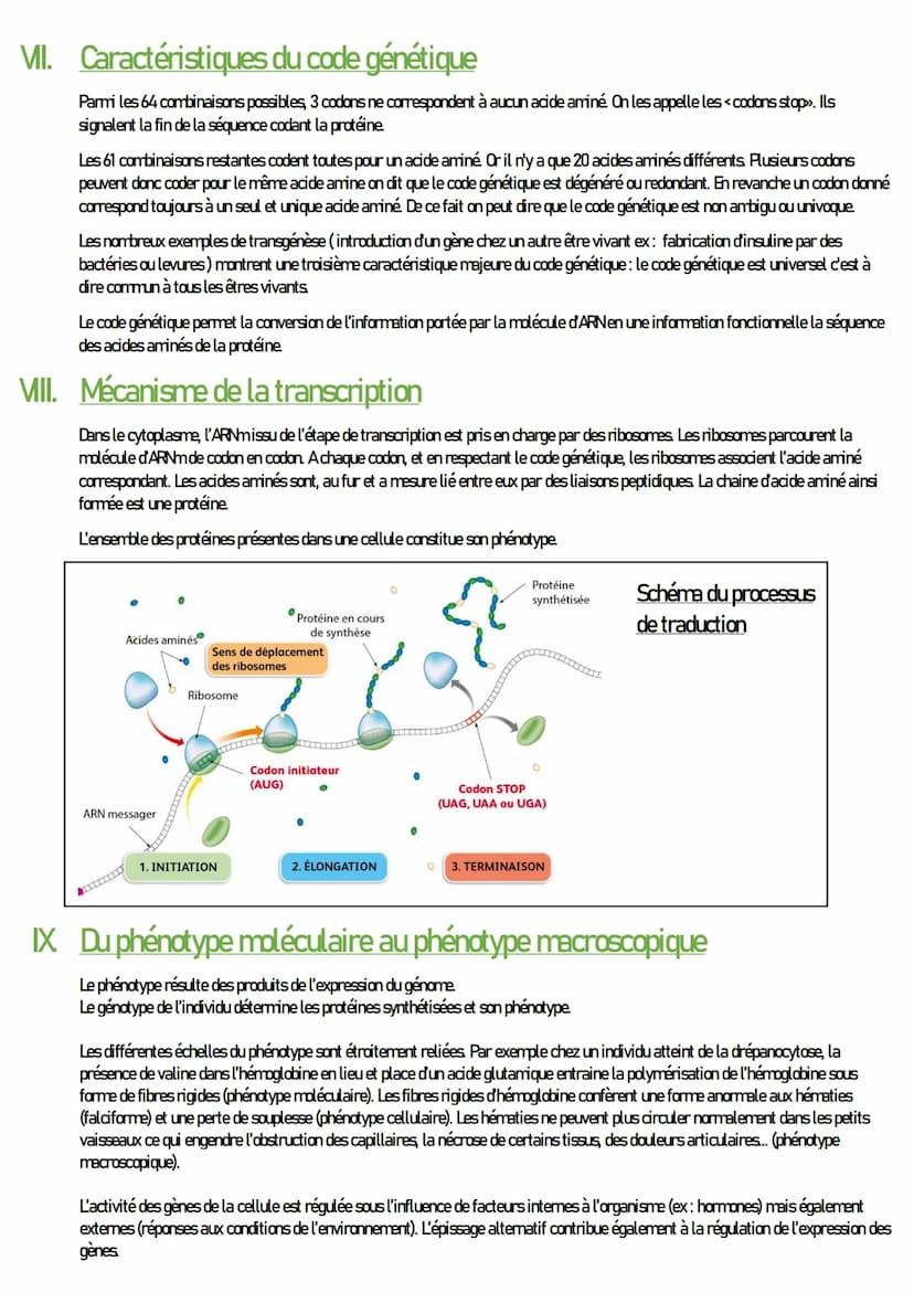SVT
Expression du patrimoine génétique
I. Introduction
L'ensemble des activités cellulaires s'effectuent en suivant les instructions contenu