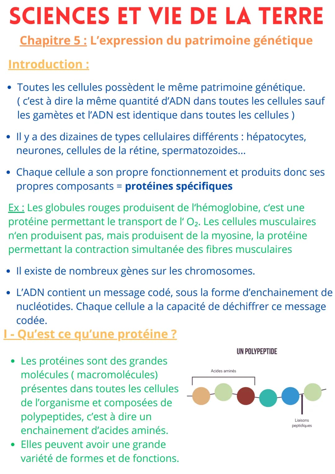 SCIENCES ET VIE DE LA TERRE
Chapitre 5 : L'expression du patrimoine génétique
Introduction:
• Toutes les cellules possèdent le même patrimoi