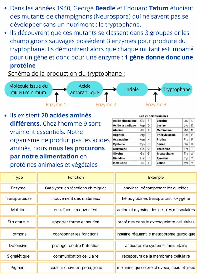 SCIENCES ET VIE DE LA TERRE
Chapitre 5 : L'expression du patrimoine génétique
Introduction:
• Toutes les cellules possèdent le même patrimoi