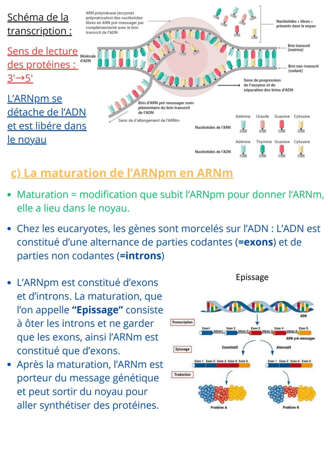 SCIENCES ET VIE DE LA TERRE
Chapitre 5 : L'expression du patrimoine génétique
Introduction:
• Toutes les cellules possèdent le même patrimoi