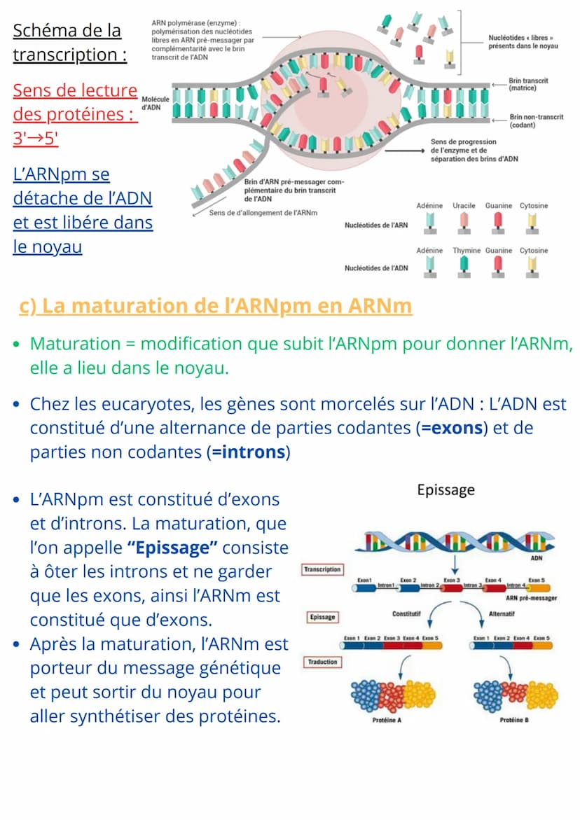 SCIENCES ET VIE DE LA TERRE
Chapitre 5 : L'expression du patrimoine génétique
Introduction:
• Toutes les cellules possèdent le même patrimoi