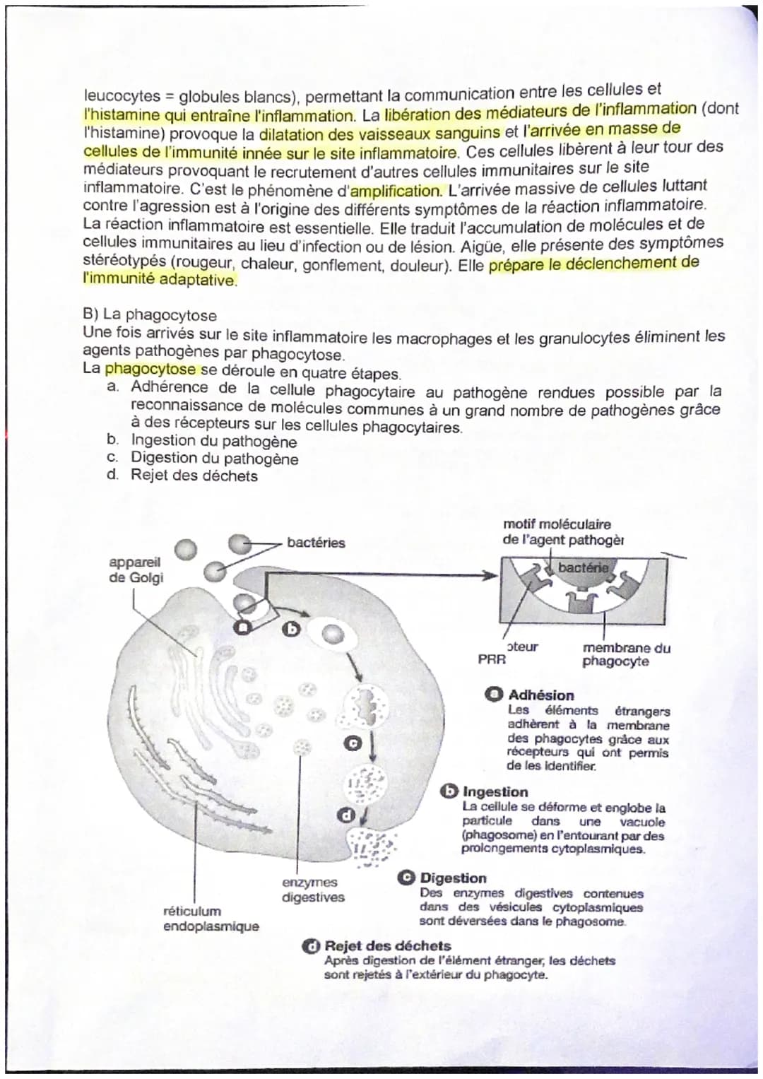 Thème : Le fonctionnement du système immunitaire humain
Introduction
Le système immunitaire est constitué d'organes, de cellules et de moléc
