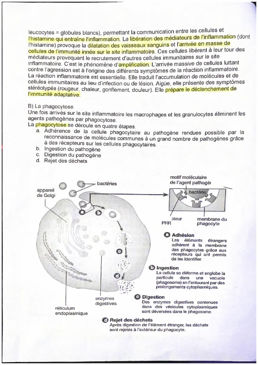 Thème : Le fonctionnement du système immunitaire humain
Introduction
Le système immunitaire est constitué d'organes, de cellules et de moléc