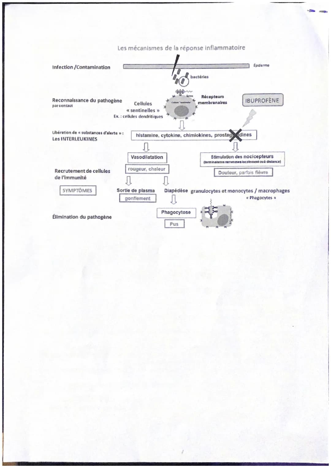 Thème : Le fonctionnement du système immunitaire humain
Introduction
Le système immunitaire est constitué d'organes, de cellules et de moléc