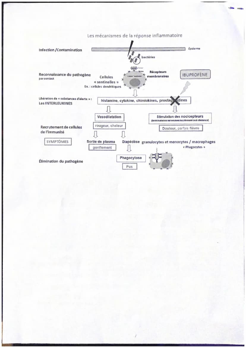 Thème : Le fonctionnement du système immunitaire humain
Introduction
Le système immunitaire est constitué d'organes, de cellules et de moléc