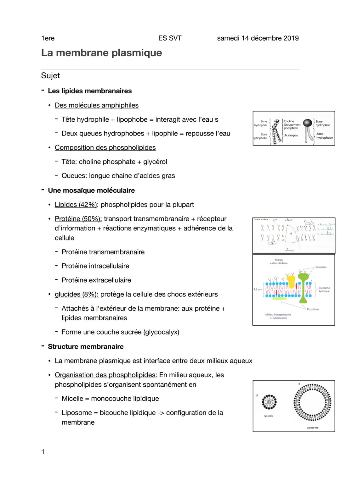 1ere
La membrane plasmique
Sujet
Les lipides membranaires
Des molécules amphiphiles
1
●
●
Composition des phospholipides
Tête: choline phosp