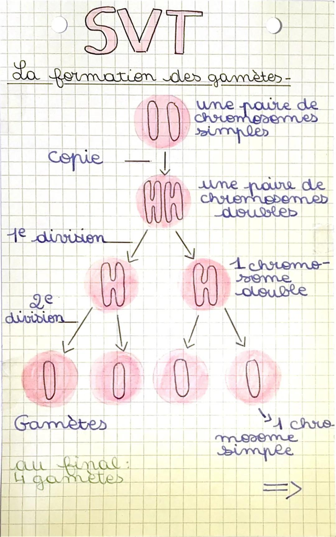 SVT
C
La formation des gamètes -


copie

↑

00

une paire de
chromosomes
simples



une poire de
chromosomes
doubles

WW

Te division


2e
