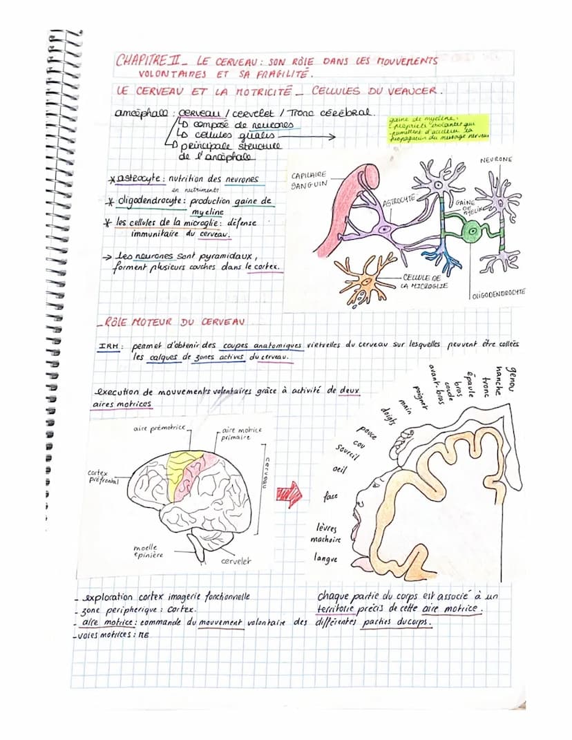 PPPS
-PARTIE 3. CORPS HUMAIN ET SANTÉ.
yer CHAPITRE- LES REFLEXES EX DE COMMUNICATION NERVEUSE.
Reflexe Reaction comportementale on Réponse 