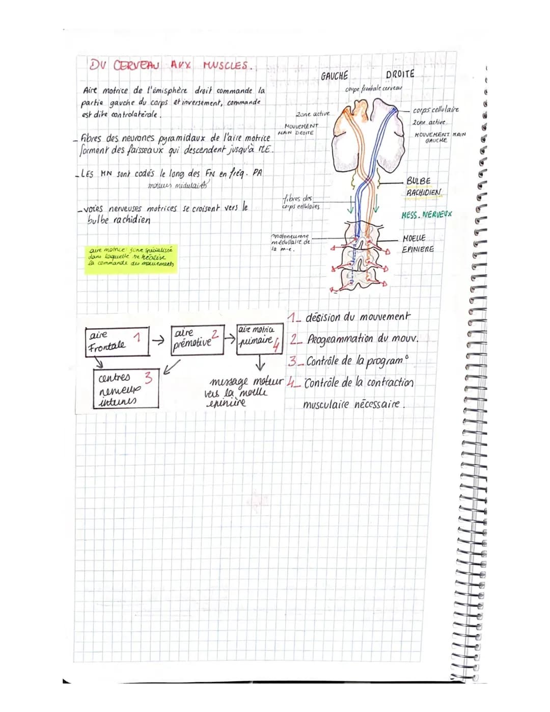 PPPS
-PARTIE 3. CORPS HUMAIN ET SANTÉ.
yer CHAPITRE- LES REFLEXES EX DE COMMUNICATION NERVEUSE.
Reflexe Reaction comportementale on Réponse 