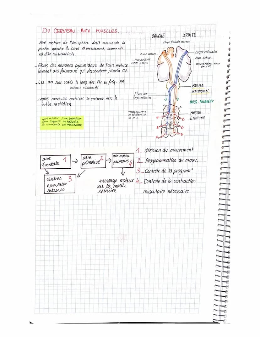 PPPS
-PARTIE 3. CORPS HUMAIN ET SANTÉ.
yer CHAPITRE- LES REFLEXES EX DE COMMUNICATION NERVEUSE.
Reflexe Reaction comportementale on Réponse 