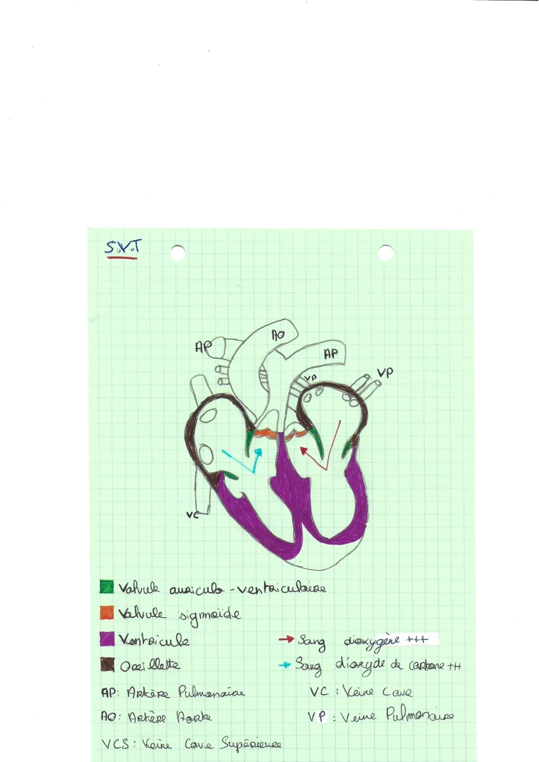 SVT
AP
no
vp
AP
Valvule auxiculo -ventriculaire
valuule sigmoide
| Vantaicule
Opeillette
AP: ArkiRe Pulmonaise
AO: Antepe Aoake
VCS: Keine C