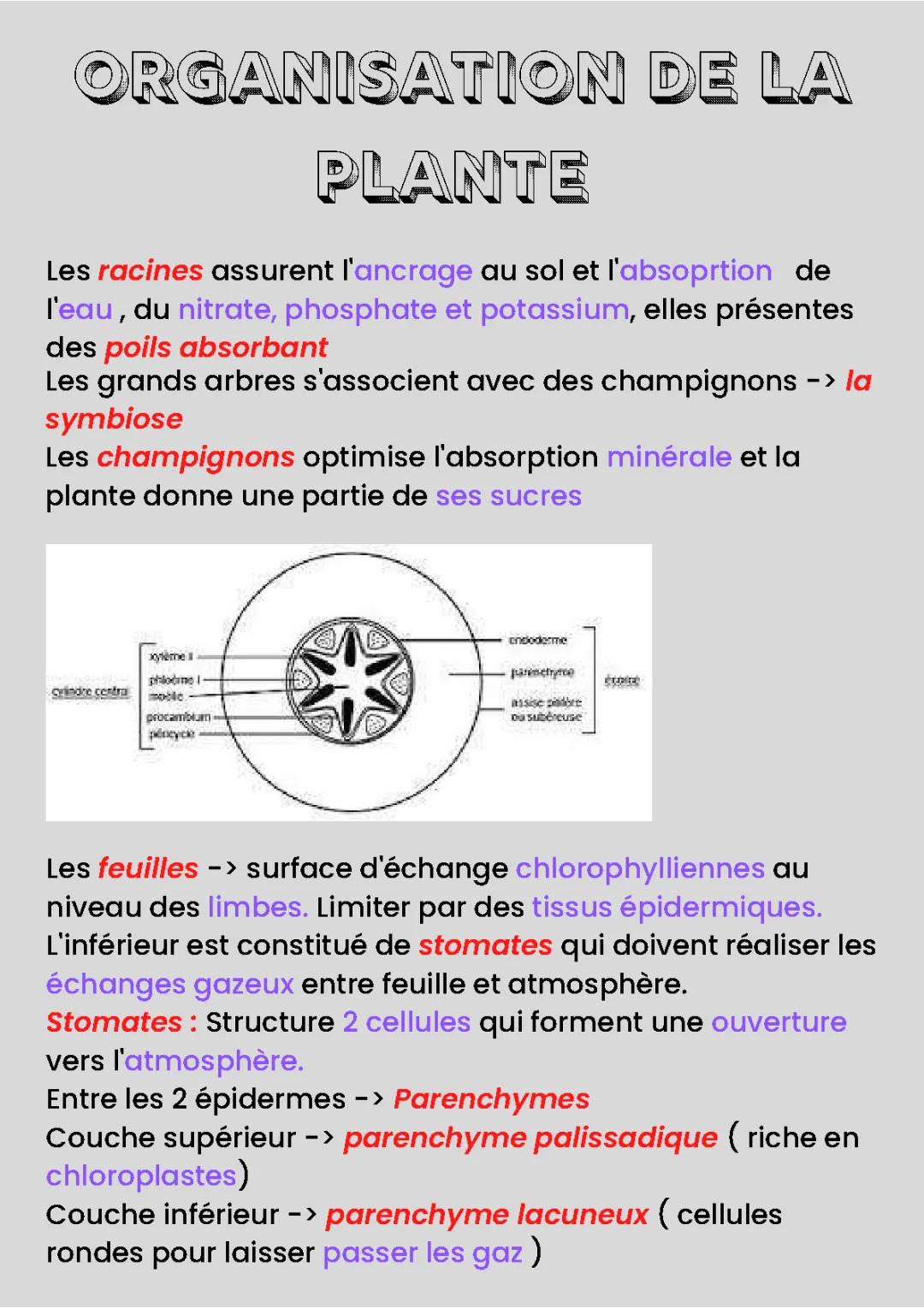 SVT-Organisation de la plante