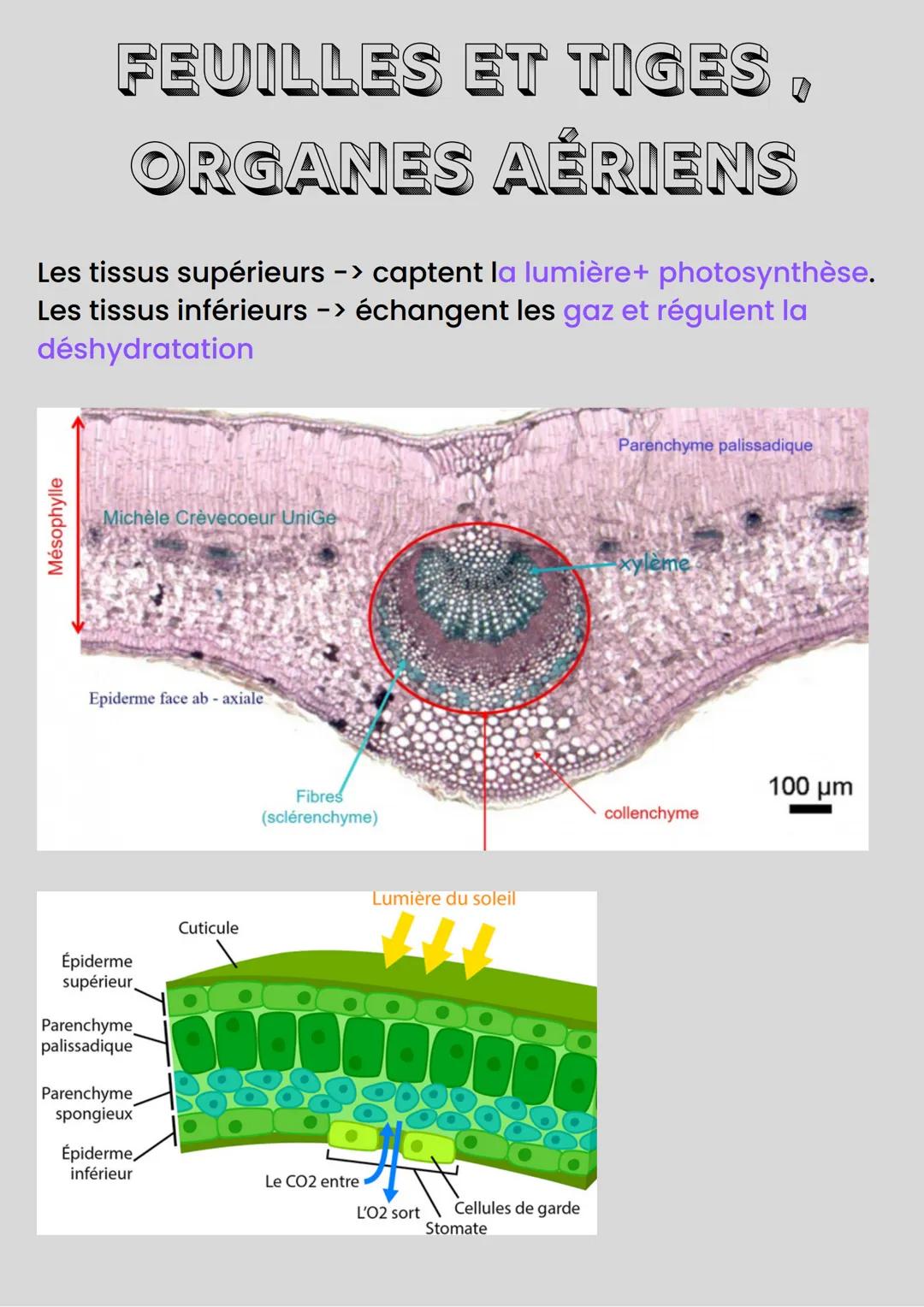 ORGANISATION DE LA
PLANTE
Les racines assurent l'ancrage au sol et l'absoprtion de
l'eau, du nitrate, phosphate et potassium, elles présente