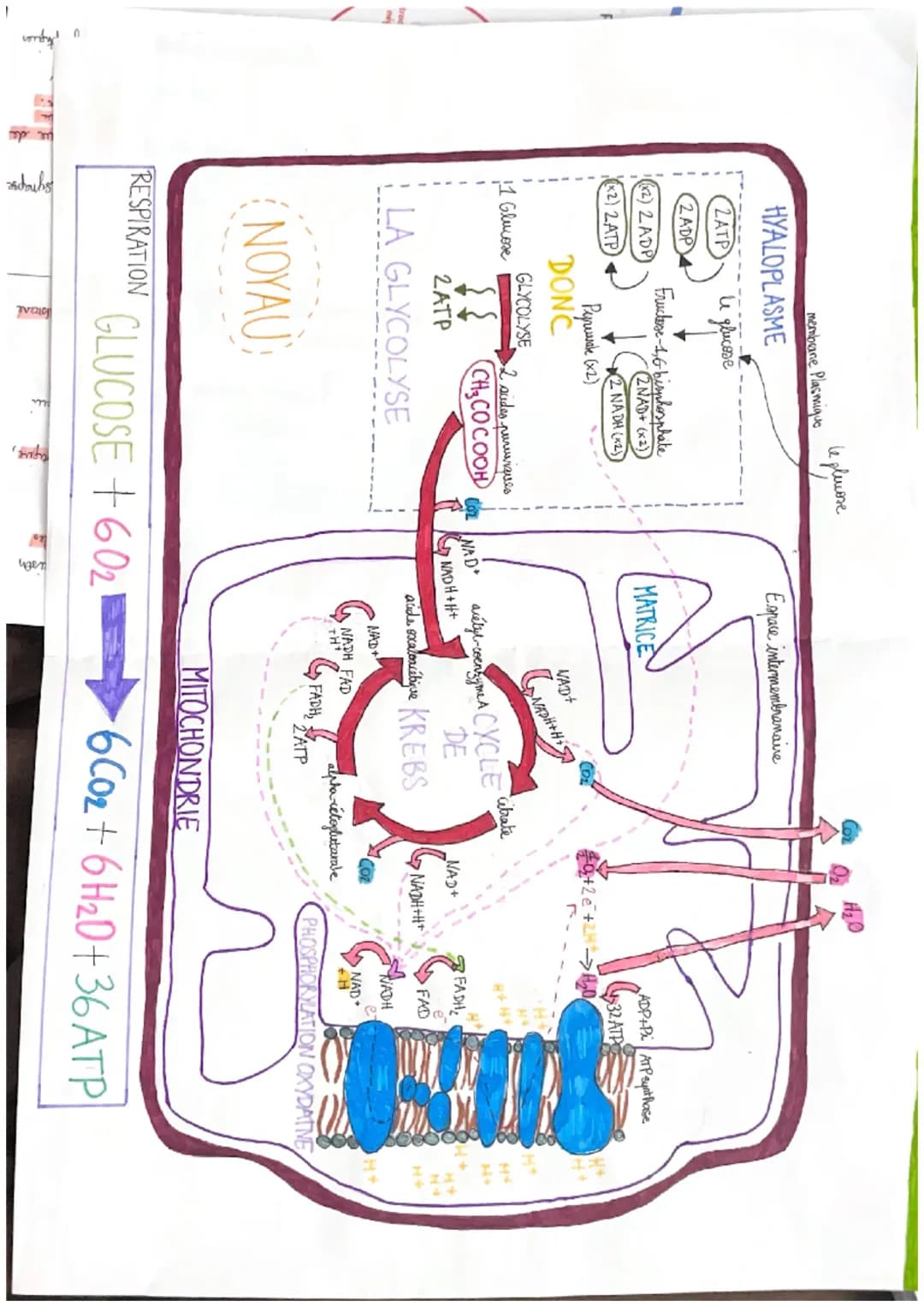 le plucose
membrane Plasmique
HYALOPLASME
Espace intermembranaive
2ATP
u glucose
2 ADP
Fructose-1,6-bisphosphate
((x2) 2ADP)
(x2) 2ATP
(2NAD