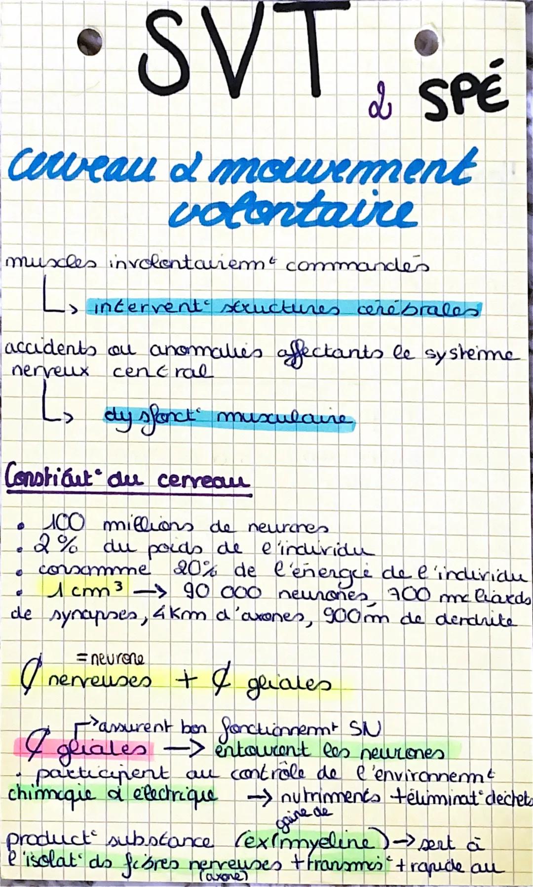 •
SVT & SPE

Cerveau & mowerment
volontaire

muscles involontairem commandés

> intervent structures cérébrales

accidents ou anomalies affe