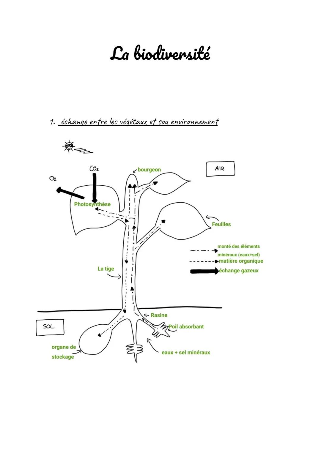 1. échange entre les végétaux et sou environnement
02
SOL
La biodiversité
CO₂
organe de
stockage
Photosynthèse
La tige
bourgeon
Rasine
Poil 