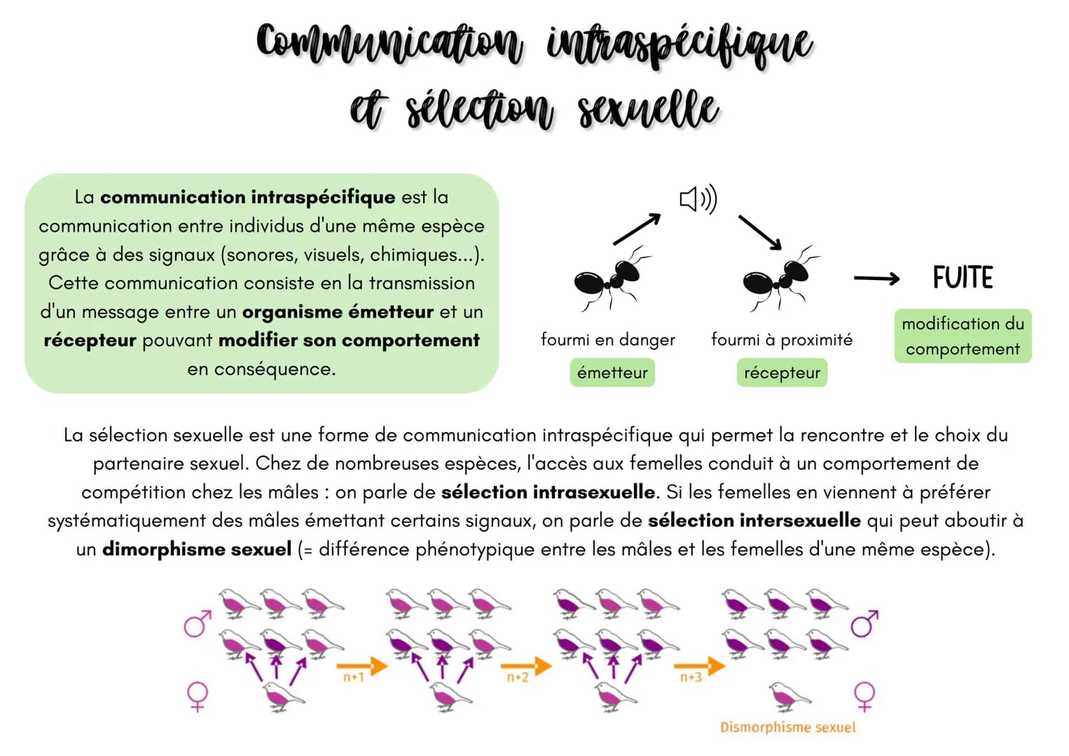 Communication
et sélection sexuelle
La communication intraspécifique est la
communication entre individus d'une même espèce
grâce à des sign