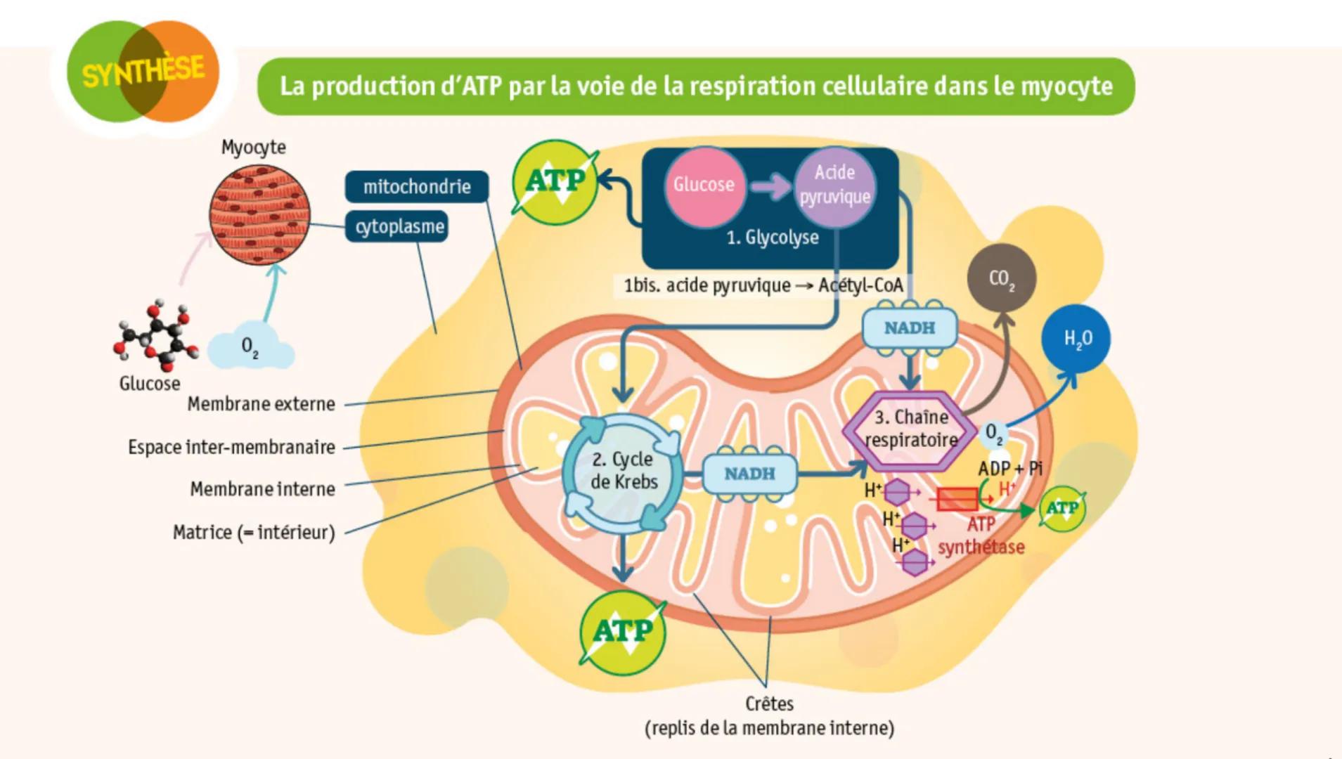 # SYNTHESE

La production d'ATP par la voie de la respiration cellulaire dans le myocyte

Myocyte

mitochondrie ATP
cytoplasme

Glucose
Acid