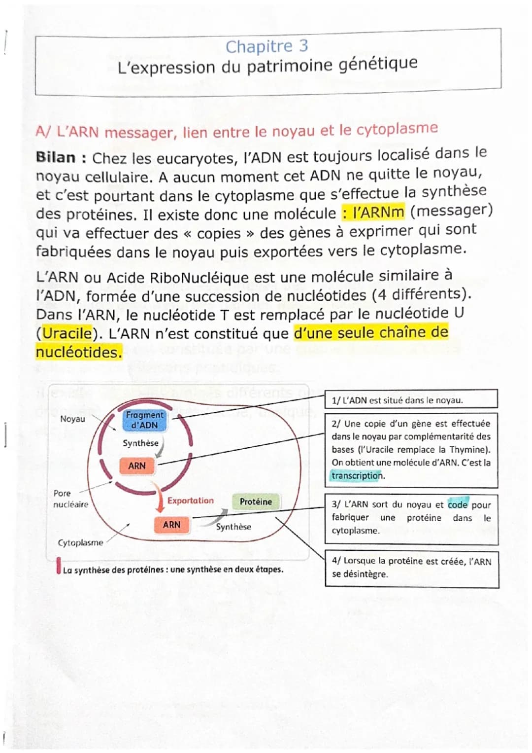 A/ L'ARN messager, lien entre le noyau et le cytoplasme
Bilan: Chez les eucaryotes, l'ADN est toujours localisé dans le
noyau cellulaire. A 